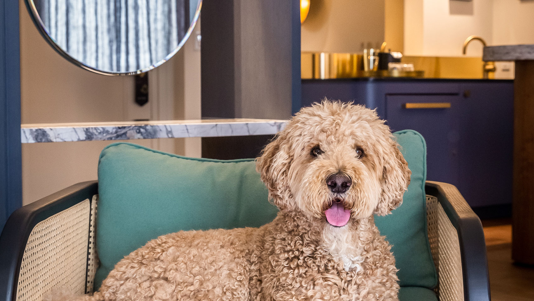 Dog on chair at Kimpton Saint George