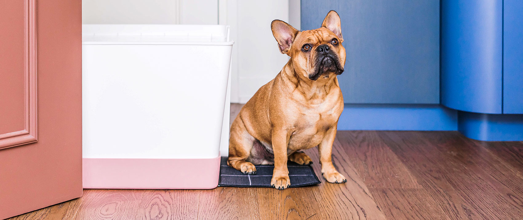 dog with doggy bathroom